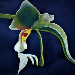 grøn-orkide-(2)